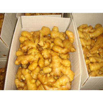 China fresh ginger/ price of fresh ginger/ Chinese fresh ginger factory